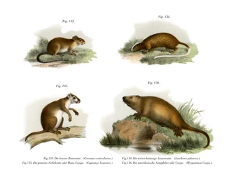 Rat arboricole atlantique, 1860